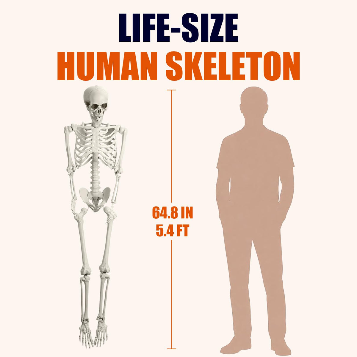 Life Size Full Body Skeleton S395