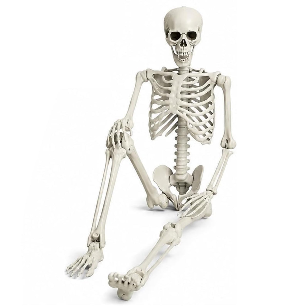 Life Size Full Body Skeleton S395