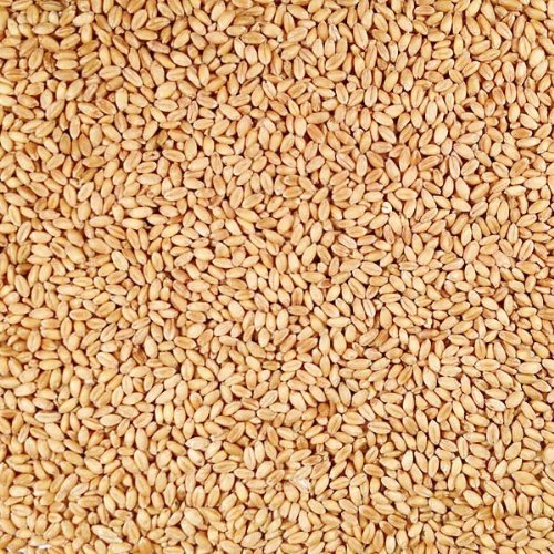 Organic Hard White Winter Wheat 25 lb Bag N3416