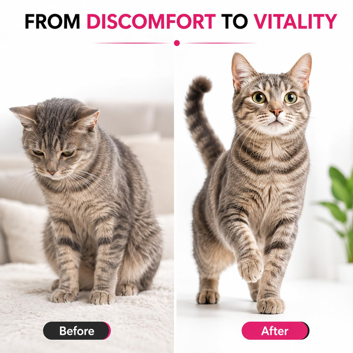 Liquid Dewormer for Cats 100 mg/mL Oral Suspension Q486429